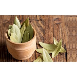Indian Bay Leaves